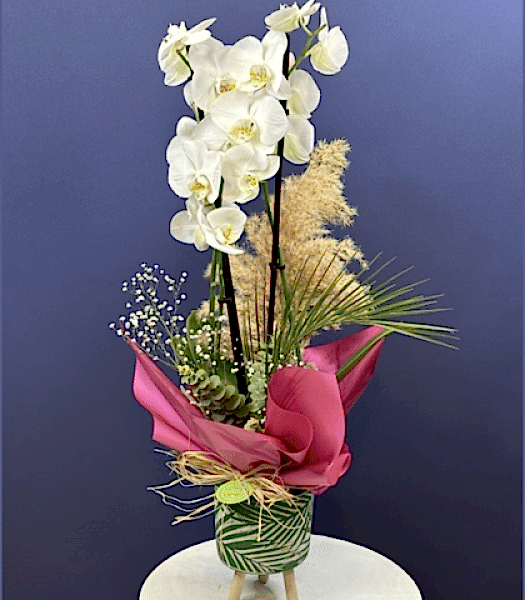 Beyaz Çift Dal Orkide