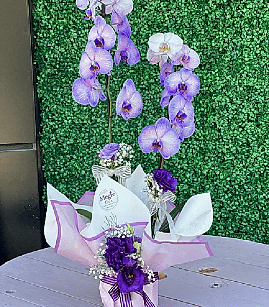 Mor Çift Dal Orkide