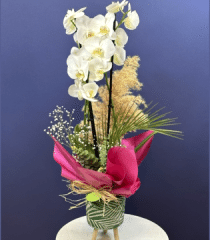 Beyaz Çift Dal Orkide