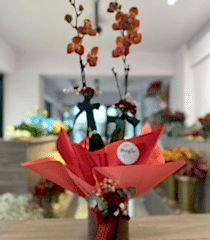 Ateş Kırmızısı Çift Dal Orkide