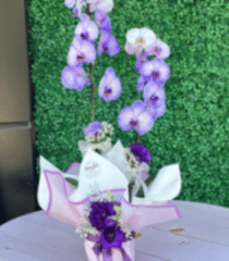 Mor Çift Dal Orkide