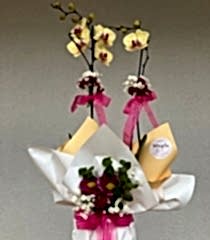 Sarı Çift Dallı Orkide